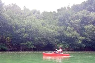 Miami Paddleboard or Kayak Tour in Manatee Season thumbnail 1