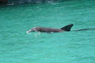 Destin Dolphin Spotting Ride thumbnail 2