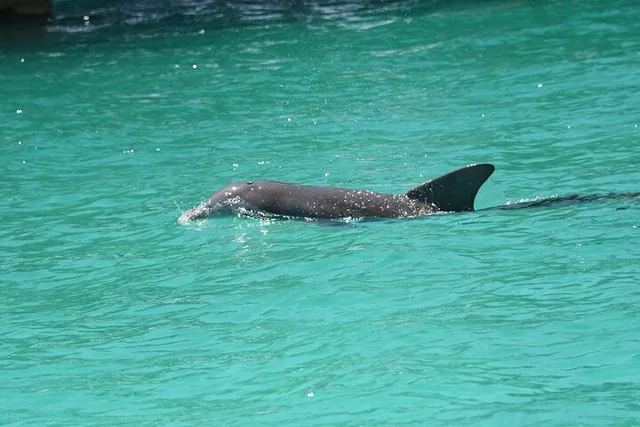 Destin Dolphin Spotting Ride - Image 2