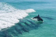 Panama City Beach Dolphin Watching Cruise thumbnail 1