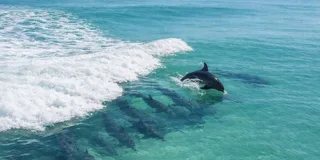 Panama City Beach Dolphin Watching Cruise