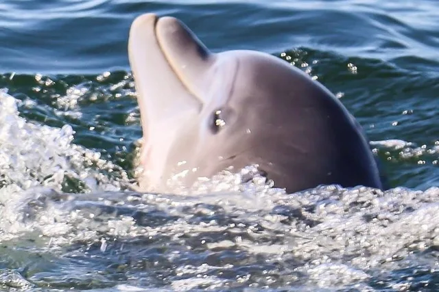 Pensacola Beach Dolphin Sightseeing Cruise - Image 3