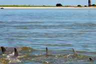 Charleston Morris Island Eco Boat Tour thumbnail 2