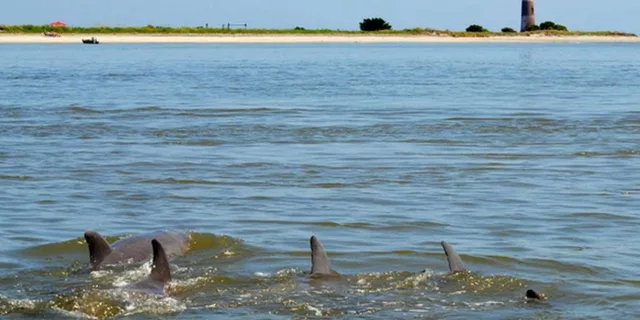 Charleston Morris Island Eco Boat Tour - Image 2