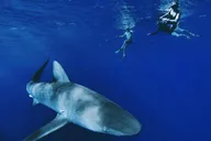 Haleiwa Shark Dive Experience thumbnail 2