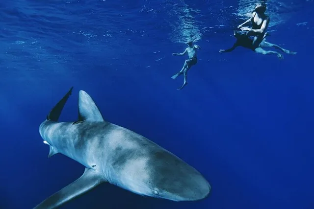 Haleiwa Shark Dive Experience - Image 2