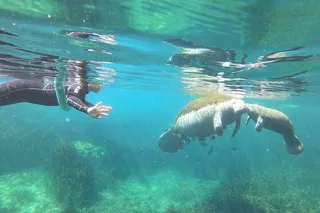 Crystal River Manatee Snorkel Tour 4 hr