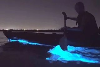 Orcas Island Bioluminescence Kayaking Tour 2 hr