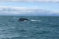 Icy Strait Point Whale Watching and Bear Search thumbnail 5