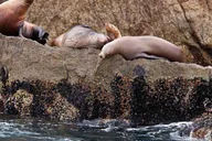 Seward Fjord Glacier & Wildlife Tour 8 hr thumbnail 4