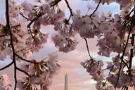 Washington DC Cherry Blossom Bike Tour thumbnail 2