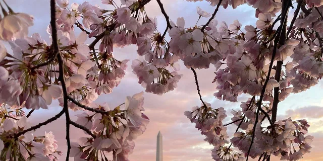 Washington DC Cherry Blossom Bike Tour - Image 2