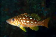 Santa Monica Aquarium Experience thumbnail 5