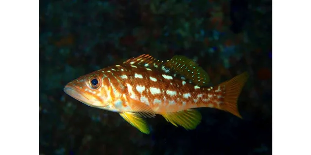 Santa Monica Aquarium Experience - Image 5