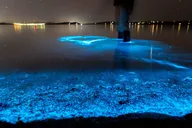 Titusville Bioluminescence Kayaking Tour thumbnail 2