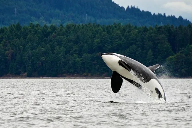 Juneau Whale Watching Adventure - Image 4
