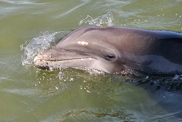 Hilton Head Dolphin and Nature Tour 1 hr - Image 1
