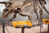 Washington DC Museum of Natural History Private Tour thumbnail 2