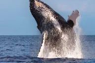 Waikoloa Whale Watching Catamaran Tour 1.5 hr thumbnail 2
