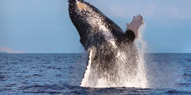 Waikoloa Whale Watching Catamaran Tour 1.5 hr - Image 2
