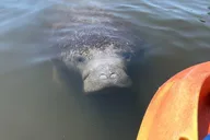 Anna Maria Island Manatee Kayak Tour 2 hr thumbnail 6
