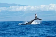 Honolulu Whale Watching Cruise thumbnail 2
