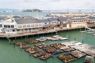 San Francisco Fisherman's Wharf App-Guided Walking Tour 1.5 hr thumbnail 4