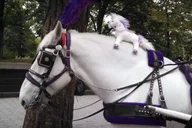 New York Central Park Carriage Ride thumbnail 6