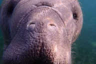 Crystal River Manatee Swim Tour thumbnail 2