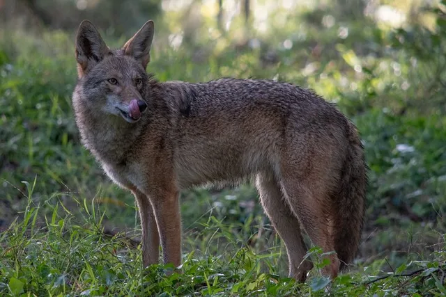 San Francisco Wildlife Walking Tour at Twilight - Image 5
