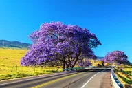 Maui Self-Guided Bike Tour from Haleakala thumbnail 3