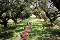 New Orleans Oak Alley Plantation Tour with Transportation thumbnail 2