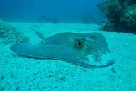 Key Largo Scuba Diving Trip thumbnail 5