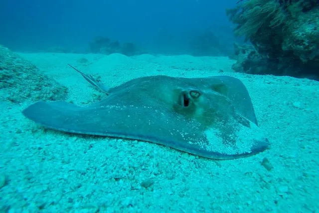 Key Largo Scuba Diving Trip - Image 5