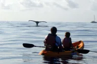 Maui Kayak and Snorkel Tour thumbnail 3