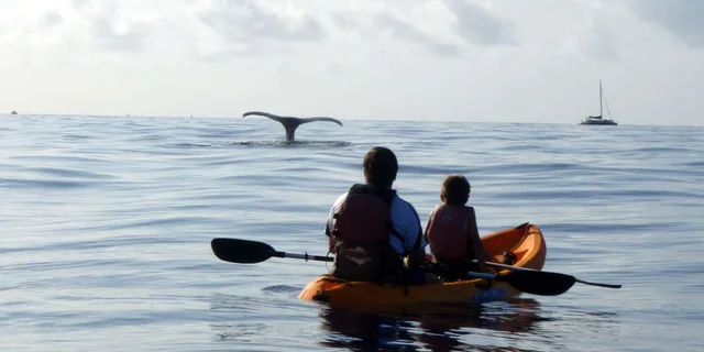 Maui Kayak and Snorkel Tour - Image 3