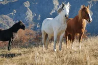 Malibu Horseback Riding Adventure with Lake Views 2 hr thumbnail 5