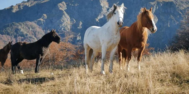 Malibu Horseback Riding Adventure with Lake Views 2 hr - Image 5