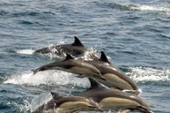 San Diego Dolphin and Whale-Watching Sunset Cruise thumbnail 5
