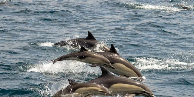 San Diego Dolphin and Whale-Watching Sunset Cruise - Image 5