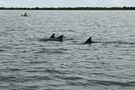 Indian River Lagoon Kayak and Paddleboard Tour thumbnail 3