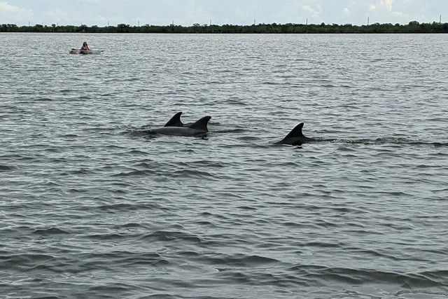 Indian River Lagoon Kayak and Paddleboard Tour - Image 3