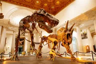 Los Angeles Natural History Museum Admission thumbnail 4