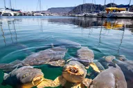 Las Vegas Lake Mead Wildlife and Seven Magic Mountains Tour thumbnail 5