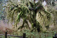 Olympic National Park Hoh Rain Forest and Rialto Beach Tour thumbnail 5