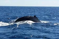 Waikoloa Whale Watching Catamaran Tour 1.5 hr thumbnail 1