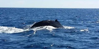 Waikoloa Whale Watching Catamaran Tour 1.5 hr