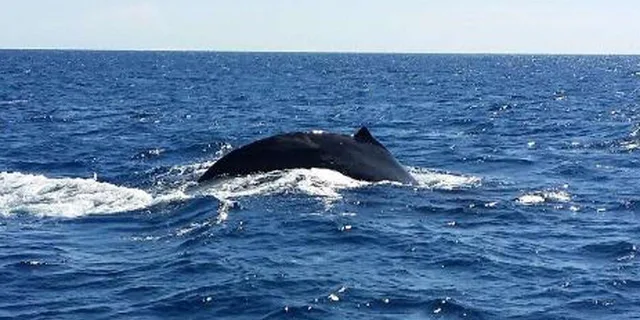 Waikoloa Whale Watching Catamaran Tour 1.5 hr - Image 1