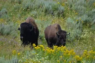 Jackson Grand Teton National Park Private Tour 6 hr thumbnail 3