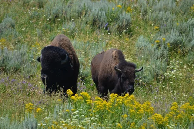 Jackson Grand Teton National Park Private Tour 6 hr - Image 3